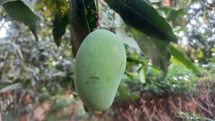 Green raw mango hanging on the tree,One Green Raw Mango fruits in the tree,Raw Mango hanging Garden small in the tree