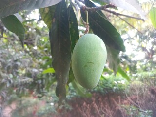 Green raw mango hanging on the tree,One Green Raw Mango fruits in the tree,Raw Mango hanging Garden small in the tree