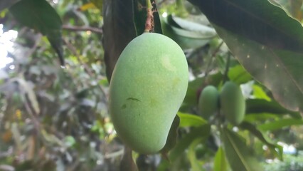 Green raw mango hanging on the tree,One Green Raw Mango fruits in the tree,Raw Mango hanging Garden small in the tree