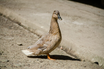 Brown duck calmly standing on sunlit concrete path. Soft shadows indicate gentle daylight, with serene and natural atmosphere. Background features earthy texture and subtle tones