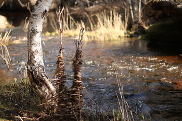 water flowing in the forest