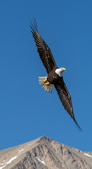 Eagle soaring against blue sky and mountain peak