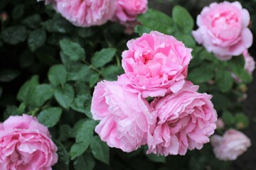 flowers pink roses blooming in the garden
