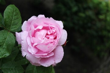 pink rose on a green background