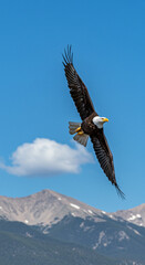 Bald eagle in flight over mountain landscape