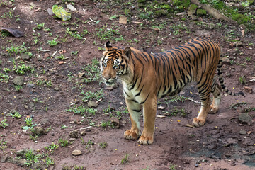 Portrait of a sumatran tiger at the captivity