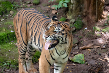Portrait of a sumatran tiger at the captivity