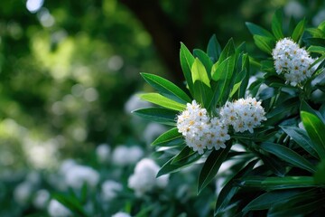 Vibrant white flowers on lush green foliage