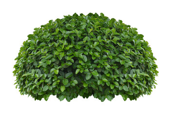 bush isolated transparency background..