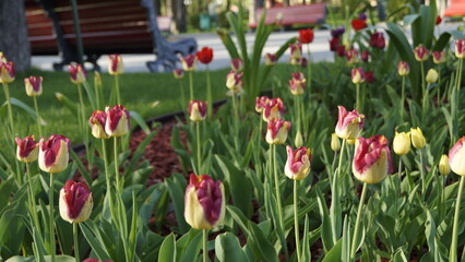 Tulips in a city park on a flowerbed