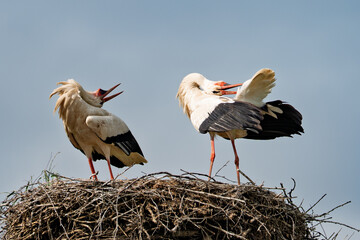 Störche im Horst