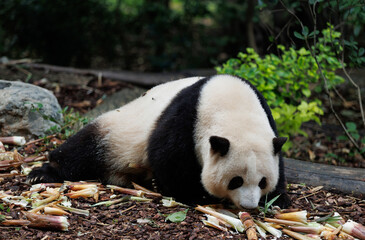 Giant panda He hua (hua hua)eat bamboo shoots in the zoo, china