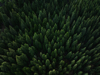 Aerial view of  beautiful forest  landscape