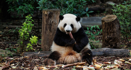 Giant panda He hua (hua hua)eat bamboo shoots in the zoo, china