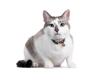 Light colored handsome housecat, laying down facing front wearing collar with bell. Looking towards camera with mesmerizing blue green eyes. Isolated on a white background.