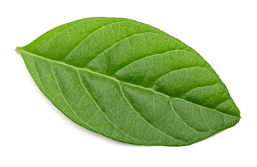 guava leaf isolated on white background. clipping path