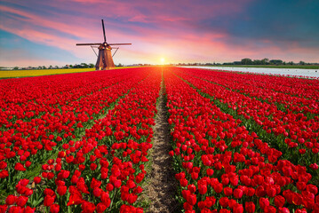 Landscape with tulips, traditional dutch windmills and houses near the canal in Zaanse Schans,...