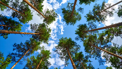 Pine tree tops against bright blue sky with scattered white clouds, viewed from below creating symmetrical natural pattern with vibrant green foliage and tall trunks