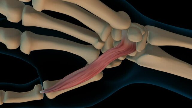 Flexor pollicis brevis muscle anatomy for medical concept 3D rendering