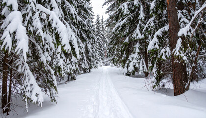 Snowy coniferous forest path with pine and fir trees covered in fresh white snow, creating peaceful winter landscape with serene and cold atmosphere