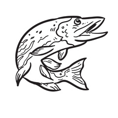 Fototapeta premium vector illustration of a northern pike. Drawing. Easy to edit