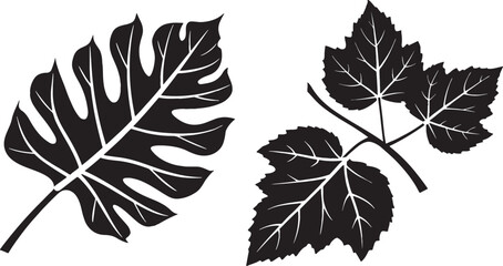 Obraz premium set of leaves