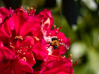 Bumblebee in Flight Next to Pink Rhododendron Flower