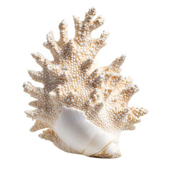 Unique textured seashell isolated on transparent background