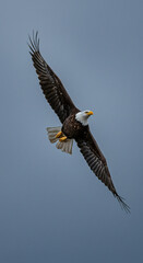 Bald eagle soars through open sky