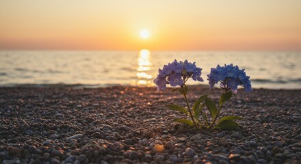 Sunset Serenity: Two Blue Flowers by the Sea - Two delicate blue flowers bloom on a pebble beach at sunset, symbolizing resilience, peace, beauty, hope, and new beginnings