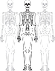 Full Human Skeleton Anatomy Line Art Illustration