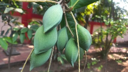 Lots of green almond fruits hanging on the tree,Tropical green almond fruit hanging with tree,Lots of green almonds hanging on the tree,Green Almond fruits with Green leaves in tree 