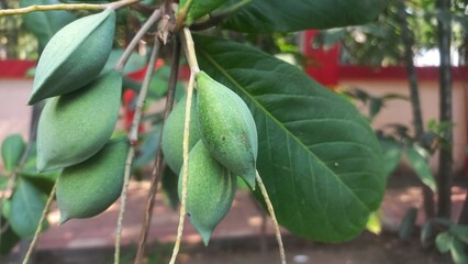 Lots of green almond fruits hanging on the tree,Tropical green almond fruit hanging with tree,Lots of green almonds hanging on the tree,Green Almond fruits with Green leaves in tree 