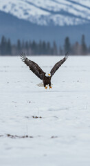 Eagle landing on snowy field