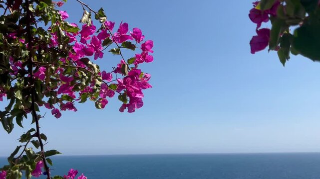 Bougainvillea  flowers in the streets of Greek islands