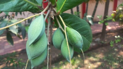 Lots of green almond fruits hanging on the tree,Tropical green almond fruit hanging with tree,Lots of green almonds hanging on the tree,Green Almond fruits with Green leaves in tree 