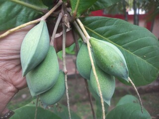 Lots of green almond fruits hanging on the tree,Tropical green almond fruit hanging with tree,Lots of green almonds hanging on the tree,Green Almond fruits with Green leaves in tree 