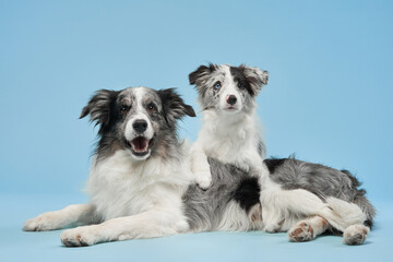 Two Border Collies rest together on a solid blue background, appearing relaxed and comfortable. Their matching fur patterns create a balanced composition.