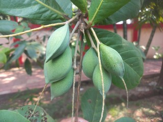 Lots of green almond fruits hanging on the tree,Tropical green almond fruit hanging with tree,Lots of green almonds hanging on the tree,Green Almond fruits with Green leaves in tree 