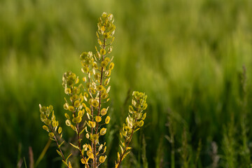 Przekwitłe kwiaty tobołki polne na łące. © Elżbieta Kaps