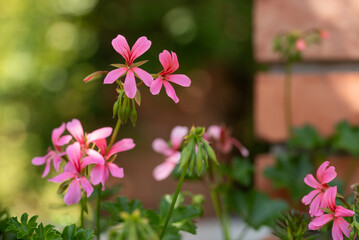 Różowe kwiaty pelargonii w ogrodzie, tło. © Elżbieta Kaps