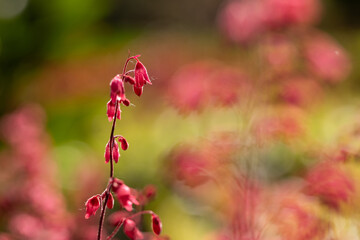 Kwiaty żurawki w ogrodzie, tło kwiatowe. © Elżbieta Kaps