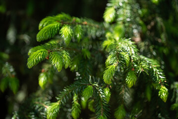 Zielona gałązka świerkowa, tło natury. 