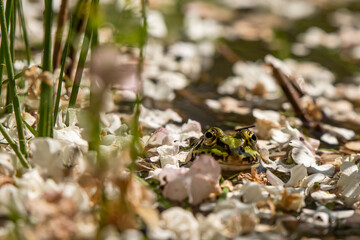Mała zielona żaba w stawie, tło natury. 