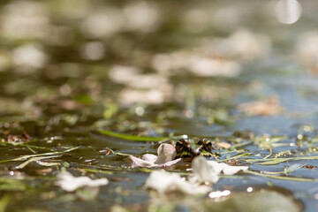Mała zielona żaba w stawie, tło natury. 