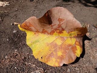 dry yellow and brown hibiscus leaves fall on the ground.
Texture of dry leaves on the lawn,use for backdrop or web design.
