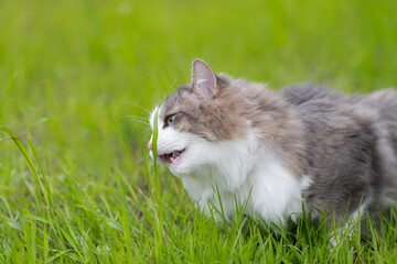A cute fluffy cat eats crawling green grass on a summer lawn. A pet on a walk