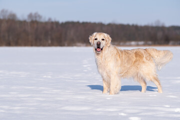 Portrait of a happy golden retriever in a snowy park. Dog walking in winter on snowdrifts in the forest