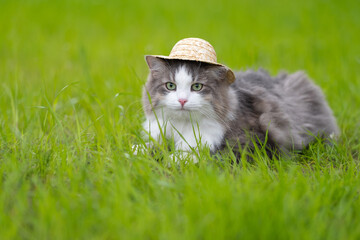 A cute country cat lying in the grass with a straw hat on. Domestic cat on a summer walk in a green meadow