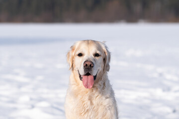 Portrait of a happy golden retriever in a snowy park. Dog walking in winter on snowdrifts in the forest